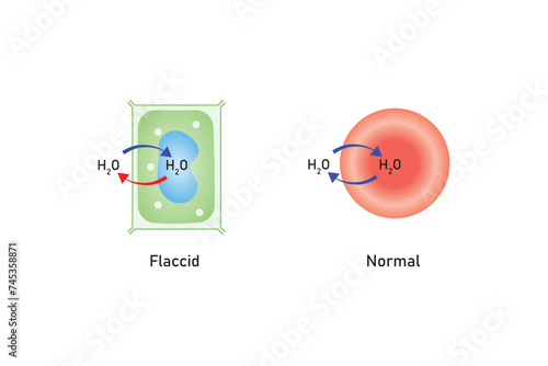 Osmosis in Animal Cells and Plant Cells Scientific Design. Vector Illustration.