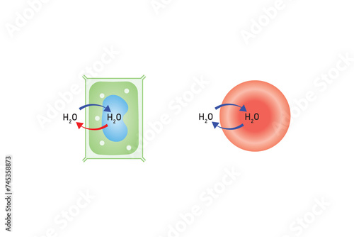 Osmosis in Animal Cells and Plant Cells Scientific Design. Vector Illustration.