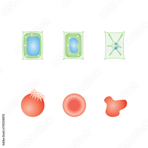 Osmosis in Animal Cells and Plant Cells Scientific Design. Vector Illustration. photo