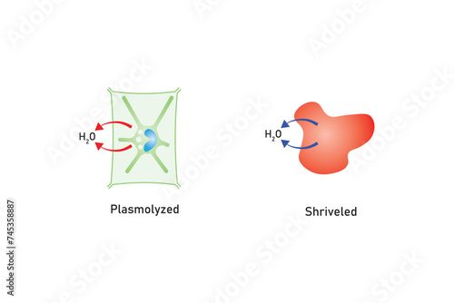 Osmosis in Animal Cells and Plant Cells Scientific Design. Vector Illustration.