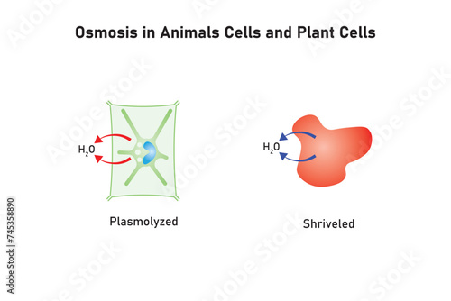Osmosis in Animal Cells and Plant Cells Scientific Design. Vector Illustration.