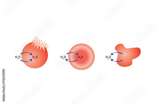 Water Balance in Animal Cells Scientific Design. Vector Illustration.