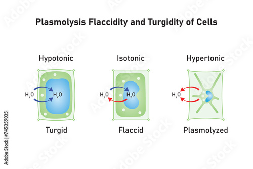 Plasmolysis, Flaccidity and Turgidity of Plant Cells Scientific Design. Turgid and Plasmolyzed Cells. Vector Illustration.	