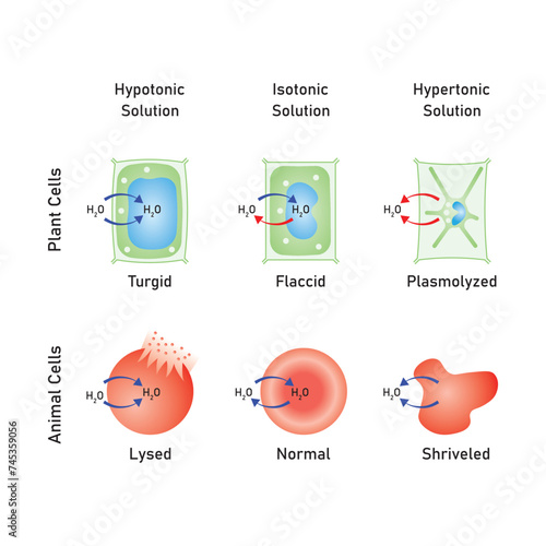 Osmosis in Animal Cells and Plant Cells Scientific Design. Vector Illustration.