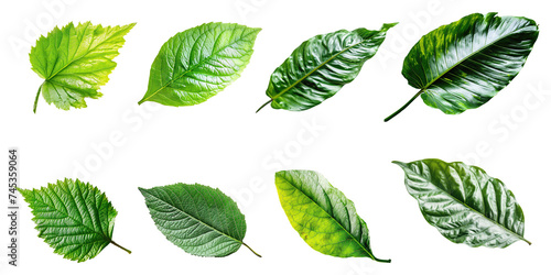 Natural of Tropical green leaves of leaf isolated on transparent png background, varies different of plant botanical. © TANATPON