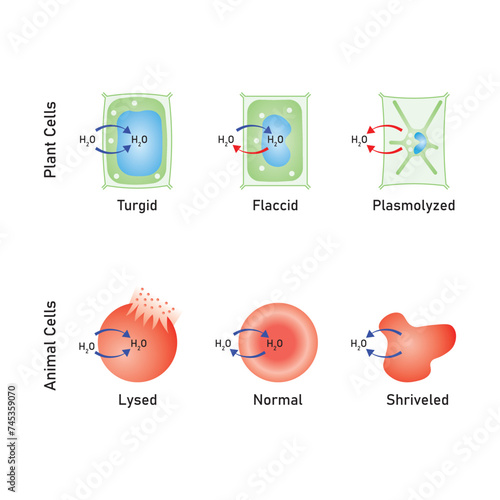 Osmosis in Animal Cells and Plant Cells Scientific Design. Vector Illustration.