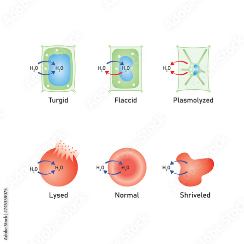 Osmosis in Animal Cells and Plant Cells Scientific Design. Vector Illustration.
