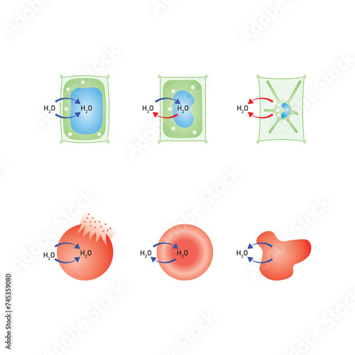 Osmosis in Animal Cells and Plant Cells Scientific Design. Vector Illustration.