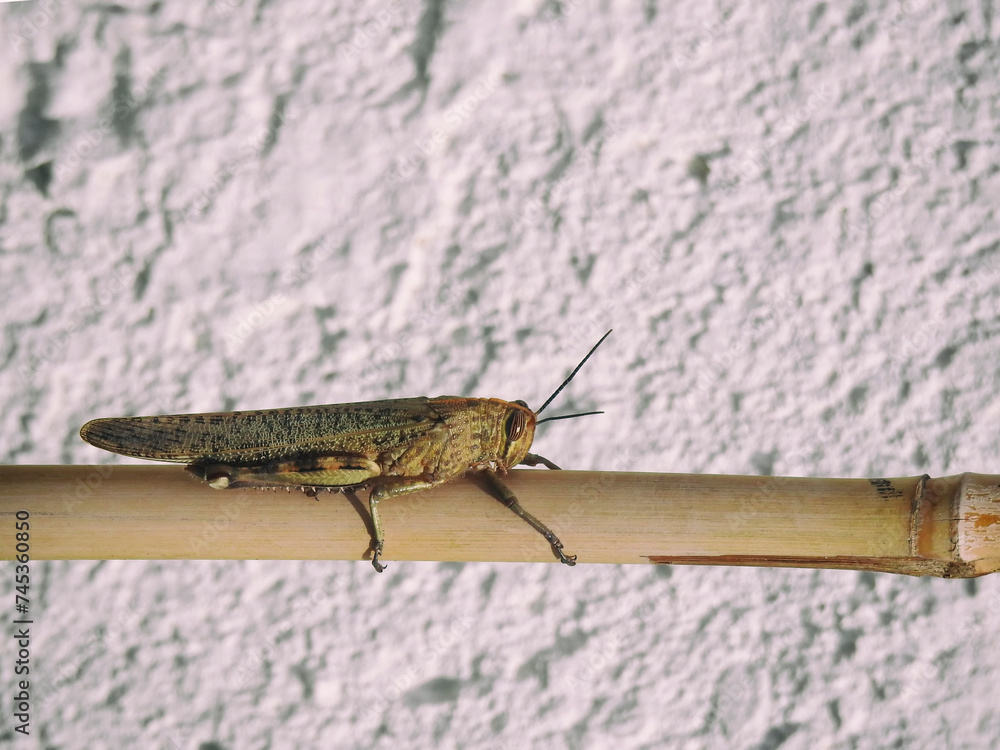 Obraz premium Grasshopper on bamboo stick