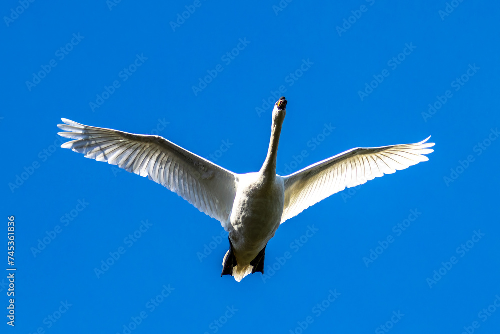 Obraz premium Mute swan, Cygnus olor flying over a lake in the English Garden in Munich, Germany