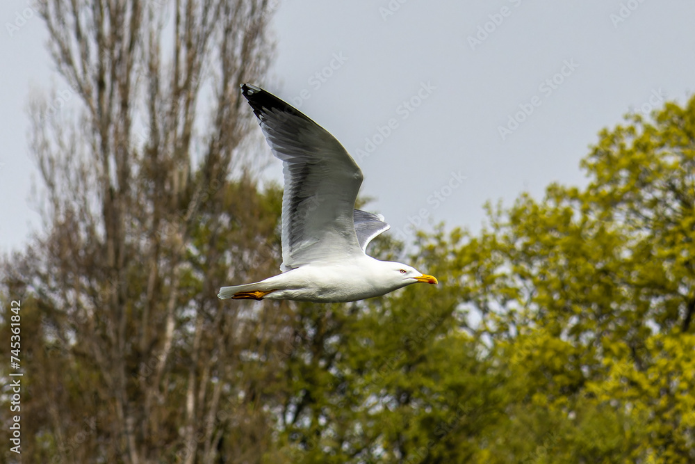 The European Herring Gull, Larus argentatus is a large gull. Here flying in the air. The European Herring Gull, Larus argentatus is a large gull. Here flying in the air.