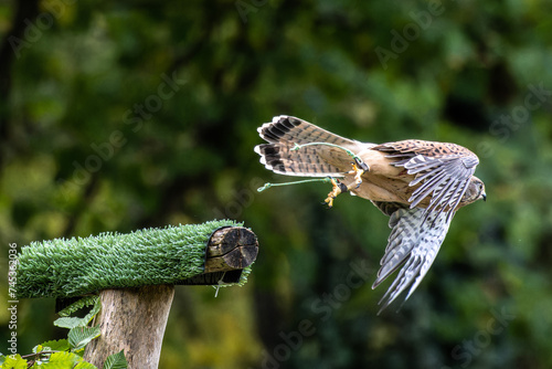 Common kestrel, Falco tinnunculus is a bird of prey species belonging to the falcon family Falconidae.