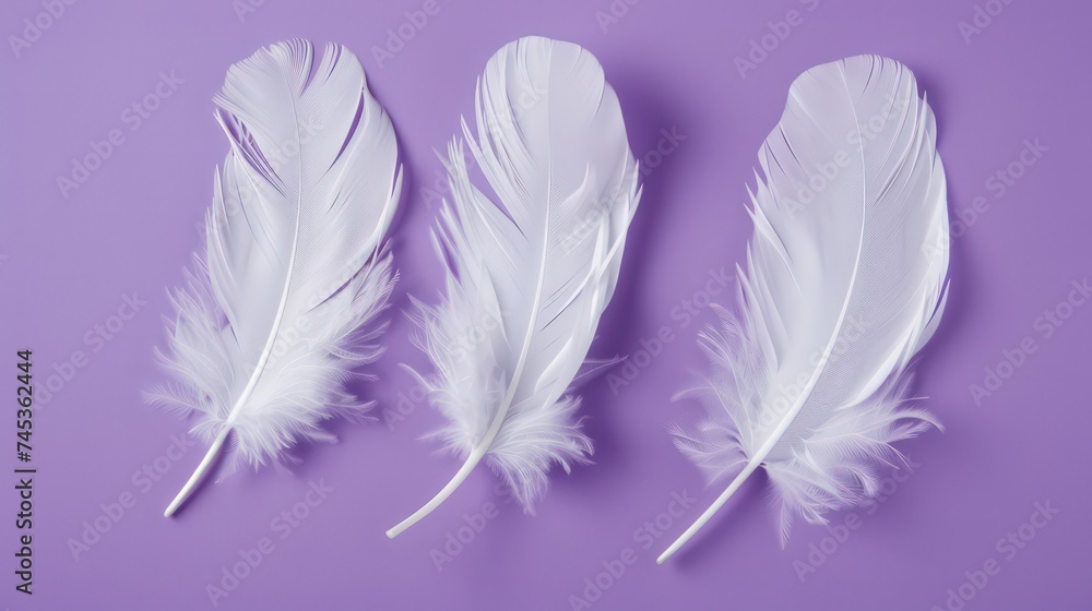 small feathers close-up on a violet background