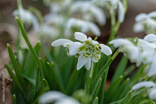 beautiful filled snowdrop flowers in early spring © Diana