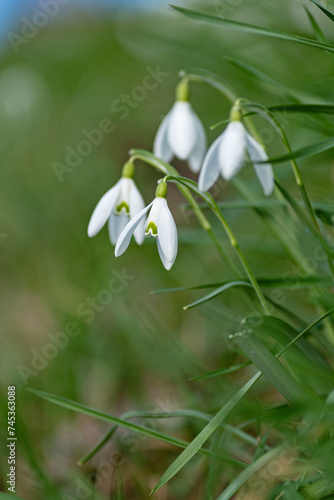 beautiful wild snowdrop flowers in early spring
