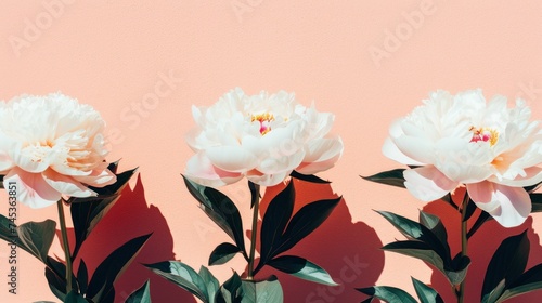 three white peonies with green leaves on a pink background with a shadow of leaves on the left side of the image. photo