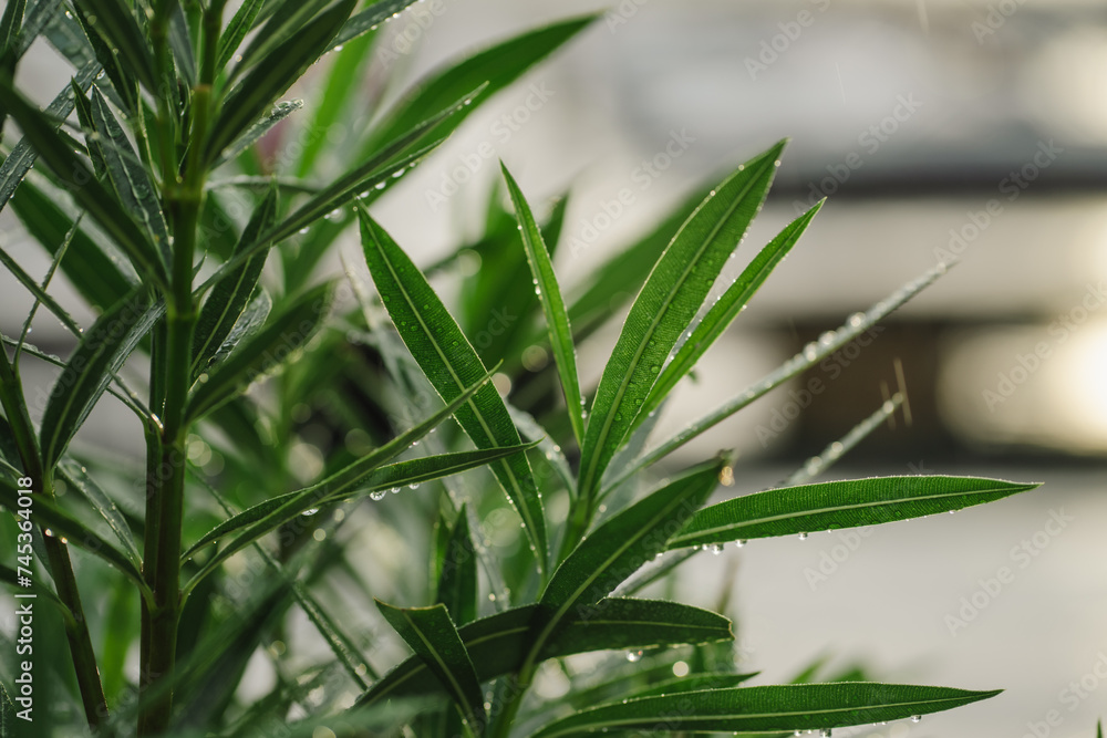 Water drops of clean morning dew or summer rain on green natural leaves of plant