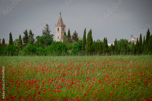 Poppy field in the mountains of Palencia. Spain