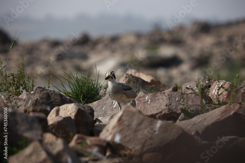 Great thick knee on the Chambal river