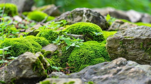 Beautiful Bright Green moss grown up cover the rough stones and on the floor in the forest. Show with macro view. Rocks full of the moss texture in nature for wallpaper