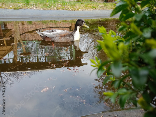 a duck swimming in the lake