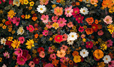 Colorful Cosmos and Wildflowers Floral Background

