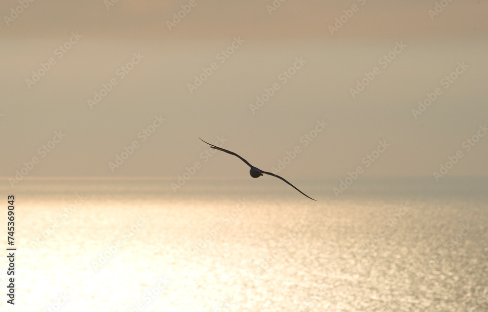 Naklejka premium seagulls flying in golden sunset