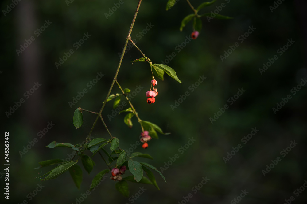 European euonymus has spindle-shaped, box-shaped, autumn-ripening red fruits. Close-up. Selective focus. European euonymus has spindle-shaped, box-shaped, autumn-ripening red fruits. Close-up. Selective focus.