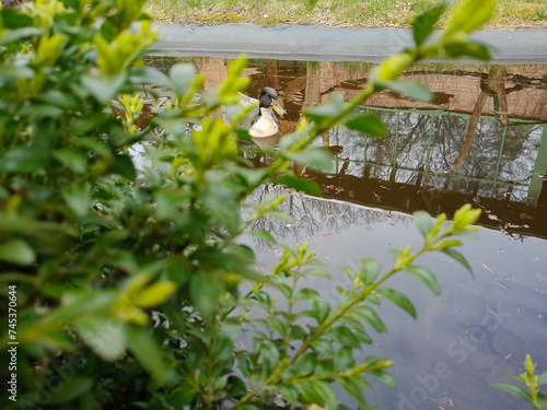 a duck swimming in the lake