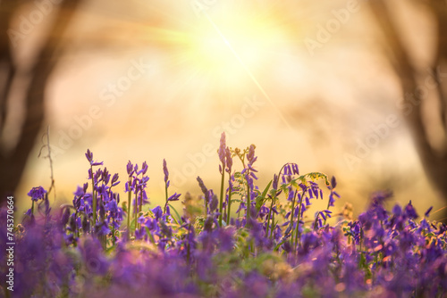 Beautiful bluebells close up at sunrise in the forest