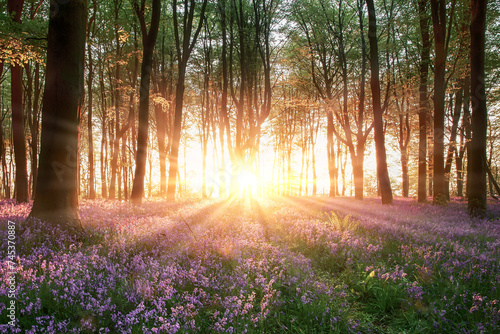 Amazing sunrise through bluebell forest trees in Hampshire England