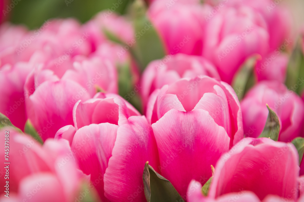 pink and white tulips on a blurred background pink and white tulips on a blurred background