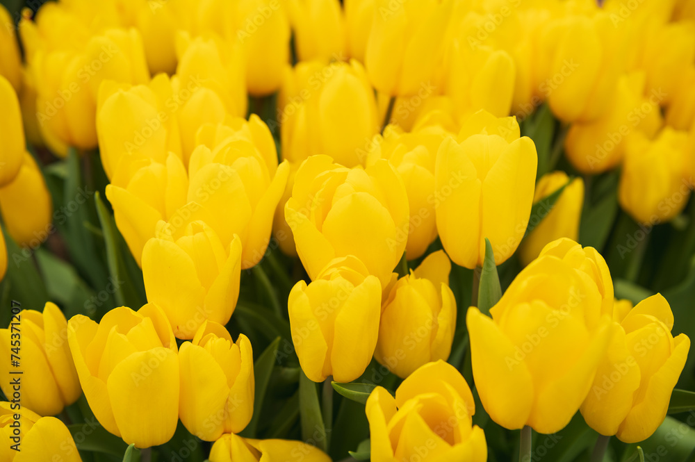 yellow tulips in a flower bed