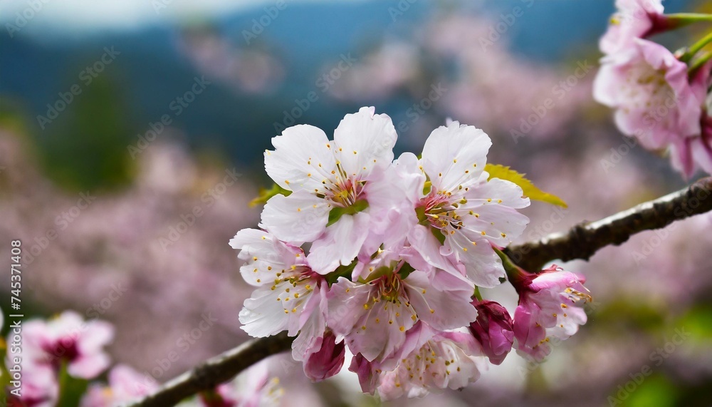 A cherry blossom 74614.jpg, Firefly A cherry blossom