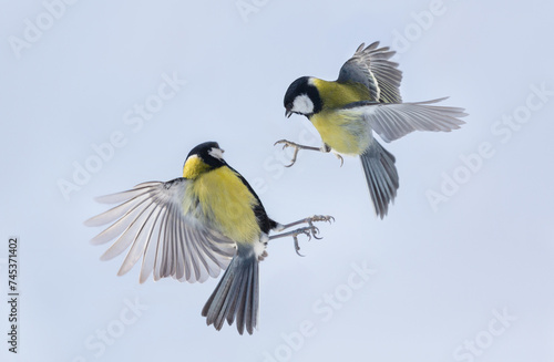 Two little birds are flying on sky background. Great tit © Nitr
