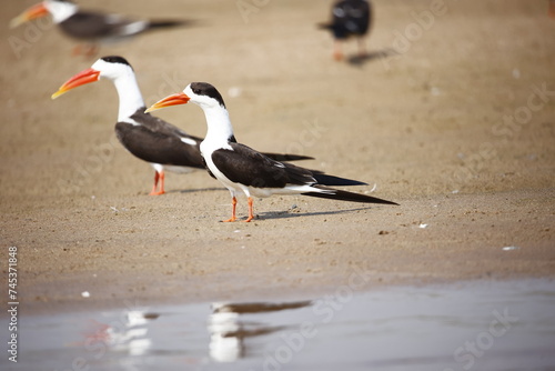 Indian skimmers on the Chambal river