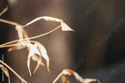 close up of a flower beige branch browm tints scale autumn photo