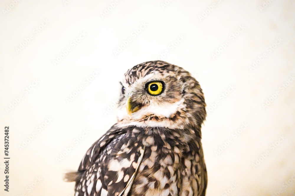 portrait of a burrowing owl - feathers, camera stare portrait of a burrowing owl - feathers, camera stare