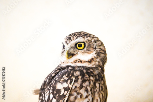 portrait of a burrowing owl - feathers  camera stare