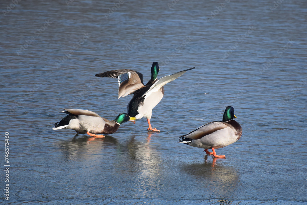 Duck with open wings on a pond. Duck flying over a pond. Duck with open wings. Wild duck. Wild Duck with open wings on a pond. Duck flying over a pond. Duck with open wings. Wild duck. Wild