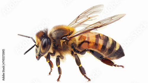 Bee Flying Animal Isolated on White Background Vector