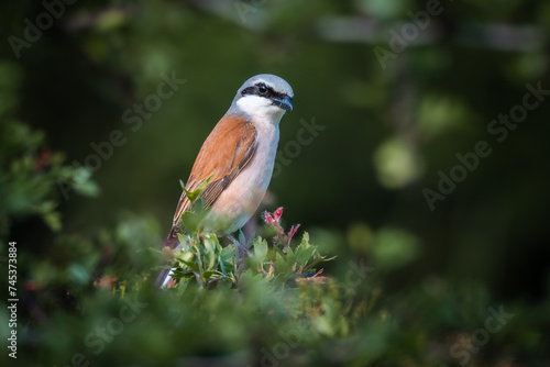 Red-backed shrike (Lanius collurio) perched in natural green foliage