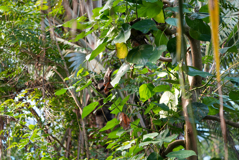 background of foliage against the wall background of foliage against the wall
