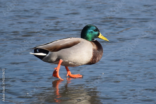 Duck with open wings on a pond. Duck flying over a pond. Duck with open wings. Wild duck. Wild