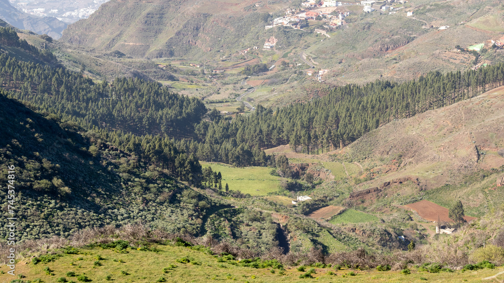 Fototapeta premium Hills landscape with pine trees in canary islands