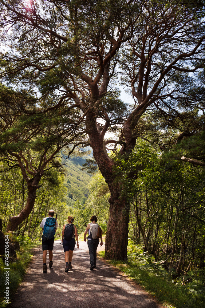 Three people walk among the trees on a summer day on the C1162 road on Ben Nevis Mountain, Fort William