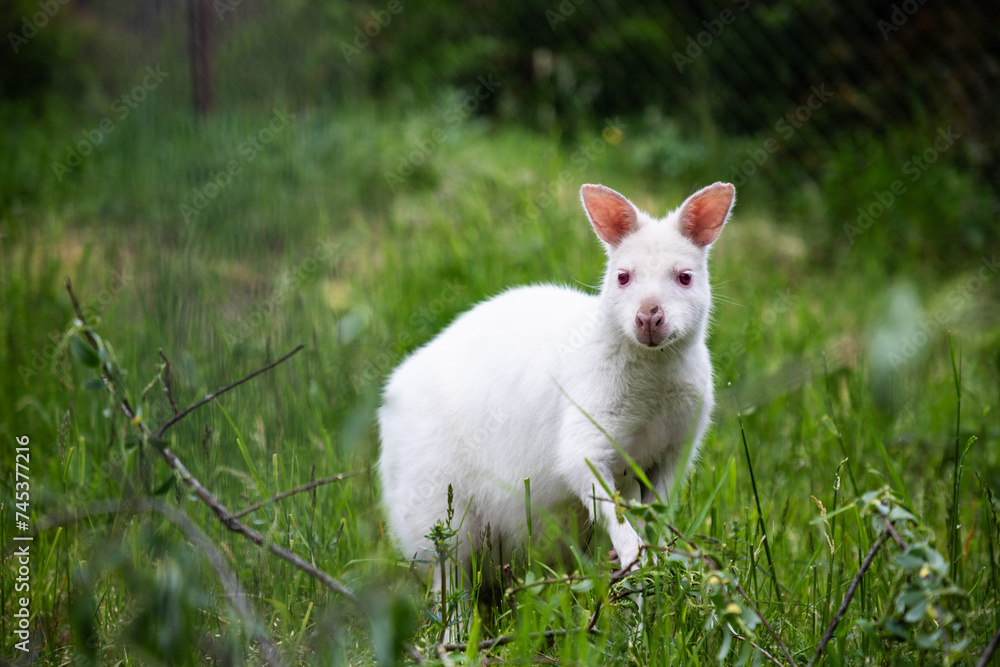 White kangaroo stands peacefully in a grassy field. The kangaroo is a symbol of Australia's unique wildlife,