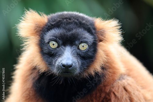 close up portrait of red ruffed lemur (Varecia rubra) photo