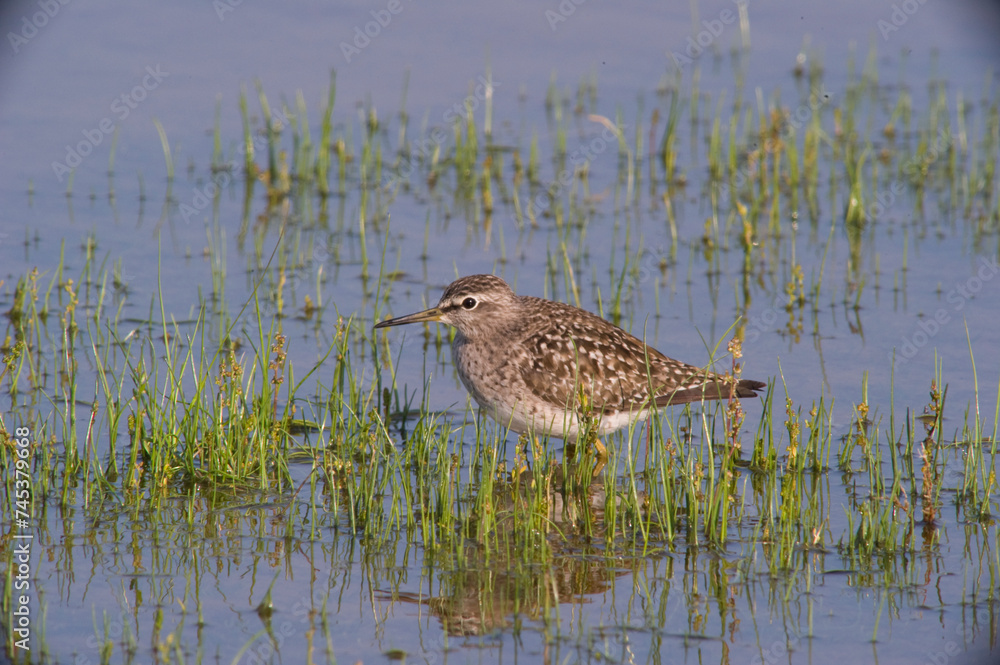 Wood sandpiper / Tringa glareola Sardinia, Italy Wood sandpiper / Tringa glareola Sardinia, Italy