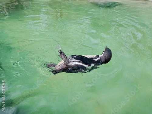 a penguin swimming in the ocean